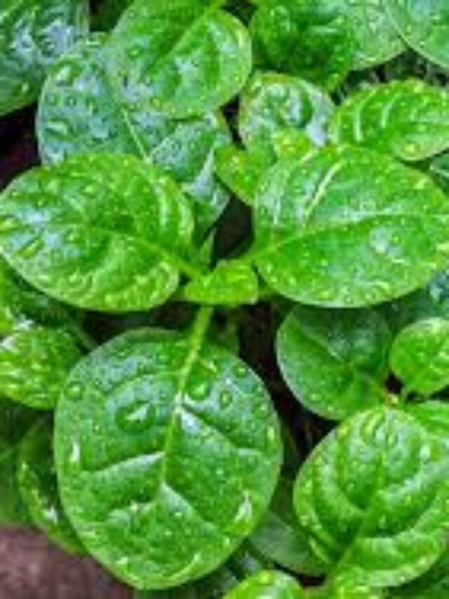 रानात लपलेले आरोग्य?
Nature’s Hidden Health Treasures